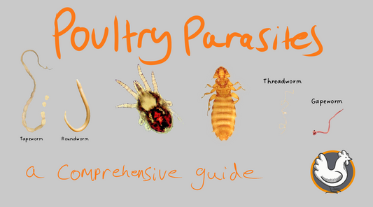 Poultry Parasites and How to Control Them: A Comprehensive Guide